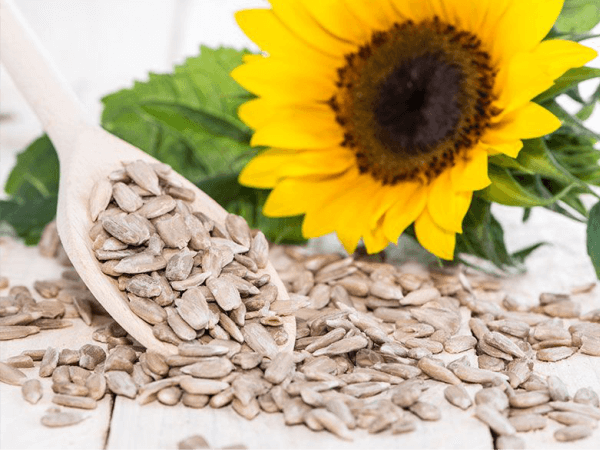 Organic Sunflower Seeds