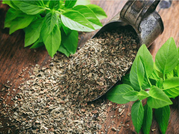 Dry Sweet Basil Leaves