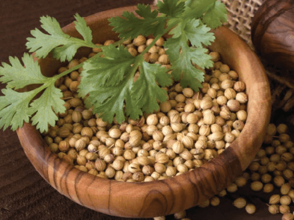 Organic Coriander Whole
